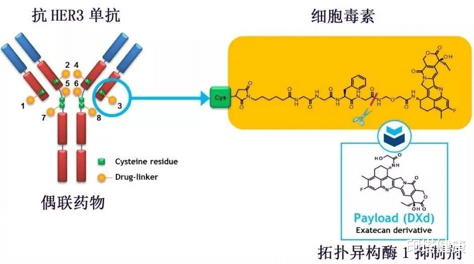 奥希替尼耐药后新方案HER3-DXd获美FDA授予突破性疗法认定