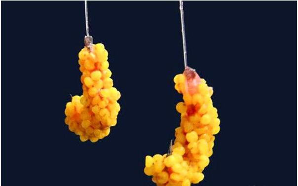 饵料|野钓时小鱼闹窝时怎么样？怎么样避开小鱼让饵料直达水底钓大鱼。