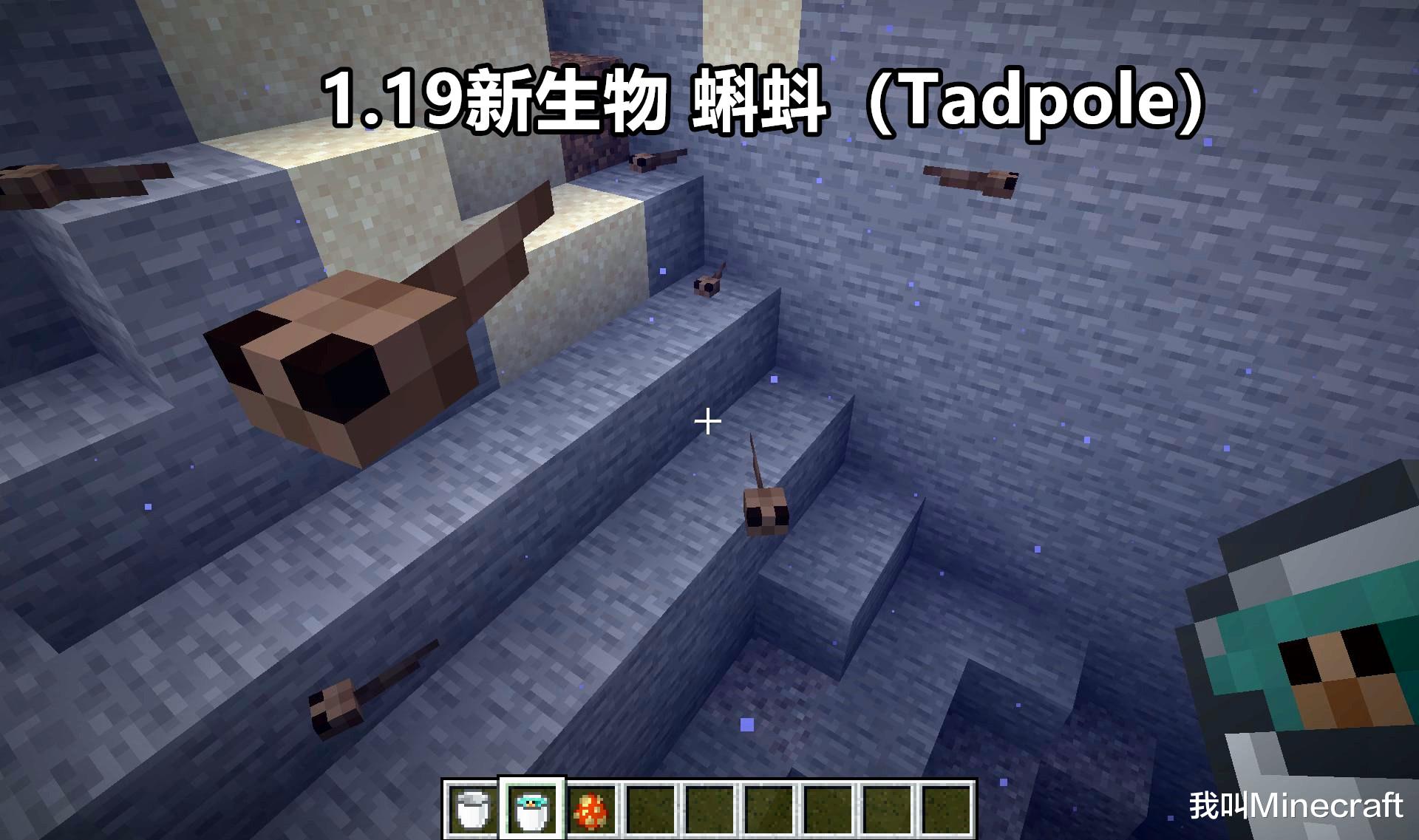 我的世界|我的世界：1.19荒野更新泄露！“变态”的蝌蚪，可以用水桶带走？