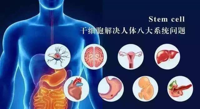 杭吉干细胞科技|干细胞治疗领域及突破是你无法想象的强大！它在人体到底发挥着什么作用？