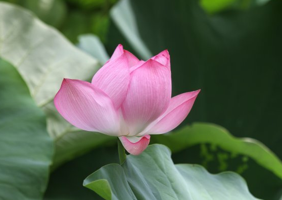 属鸡|端午节开始，喜鹊报喜，4属相贵人相助，生活品质提升