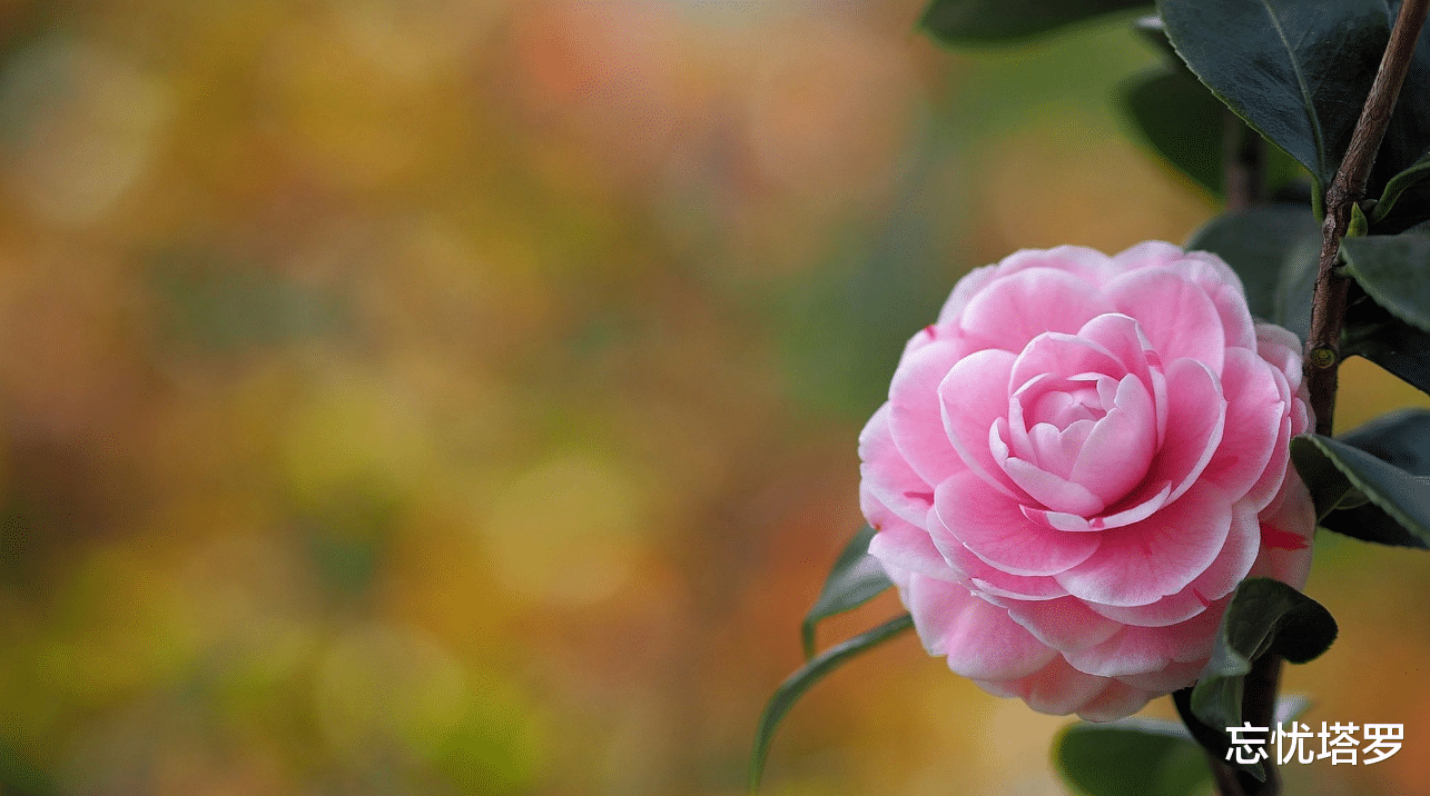 忘忧塔罗|忘忧塔罗:白羊座未来三十天运势,与外界多沟通,倾听内心声音