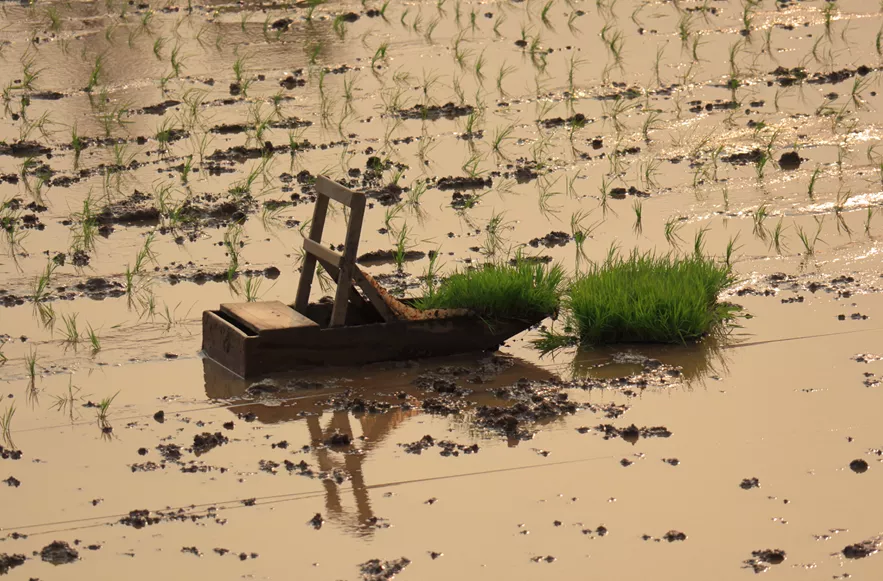 寻找侨乡的味道 能坐着插秧的“小船”，你见过吗？