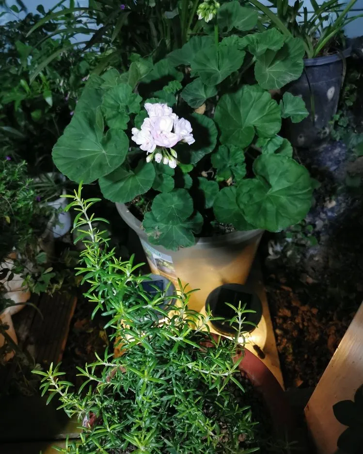露台花园|4年打造70㎡露台花园，买不起大别墅，买个带露台的顶楼也很nice