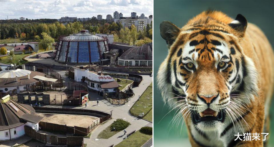 大猫来了 3天之内,2名饲养员被老虎咬死:我把你当朋友,你却把我当成猎物