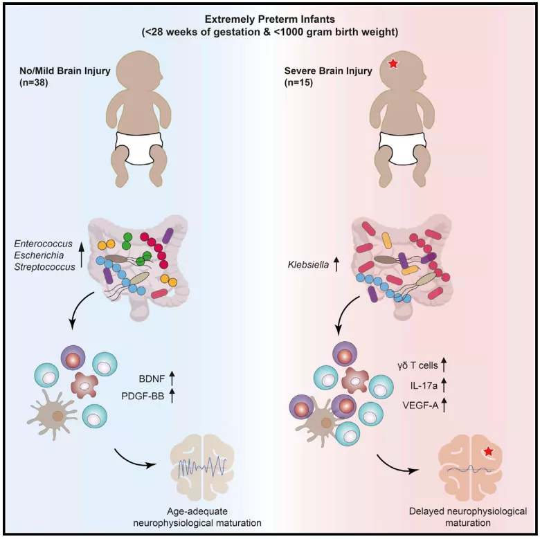 微生物 Cell子刊：肠道细菌影响大脑发育