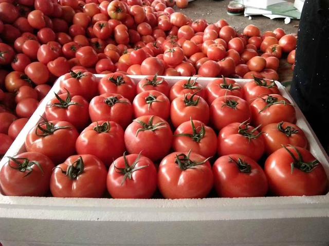 科学家 为什么番茄越来越难吃? 科学家历时4年研究，发现番茄本质变了