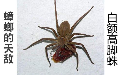 舜网 一踩出一窝?身上携带50多种致病菌的蟑螂,到底可不可以踩死?