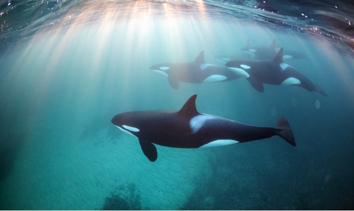 恐龙 新西兰女子游泳遇到3头虎鲸，它们杀海豹吃鲨鱼，为何不攻击人类