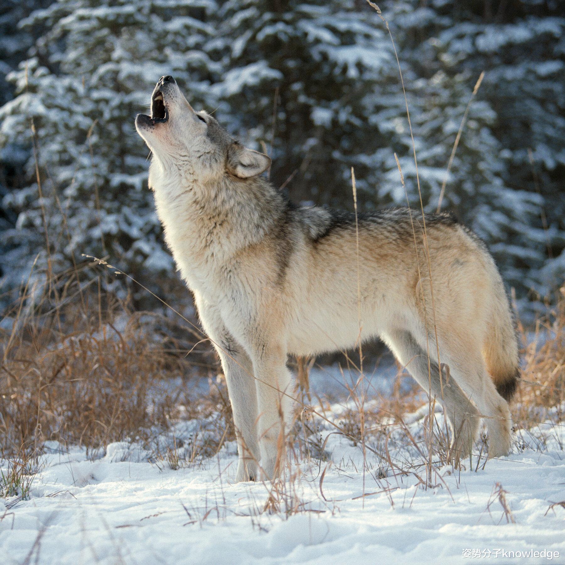 姿势分子knowledge 先是东北虎，然后是金钱豹，如今又是狼，为何野生猛兽频现？