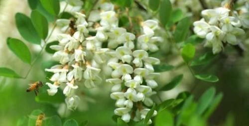 阳光语言矫正说|古语说“三树不能砍，福散穷来伴”，指的什么树？古人的经验之谈