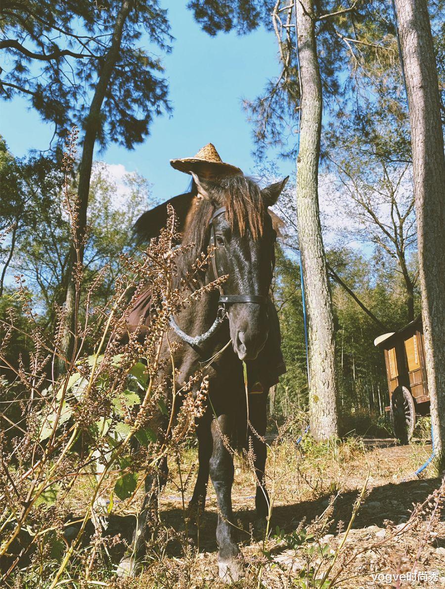 vogve时尚秀 雪中悍刀行：各角色骑马剧照，看到“二姐”徐渭熊，很难不心动