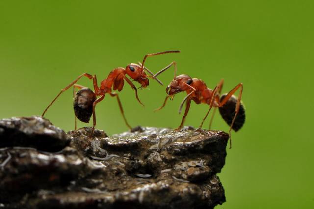 东北虎 东北虎最讨厌的2个动物：其中蚂蚁人都能踩死，唯独爱欺负东北虎