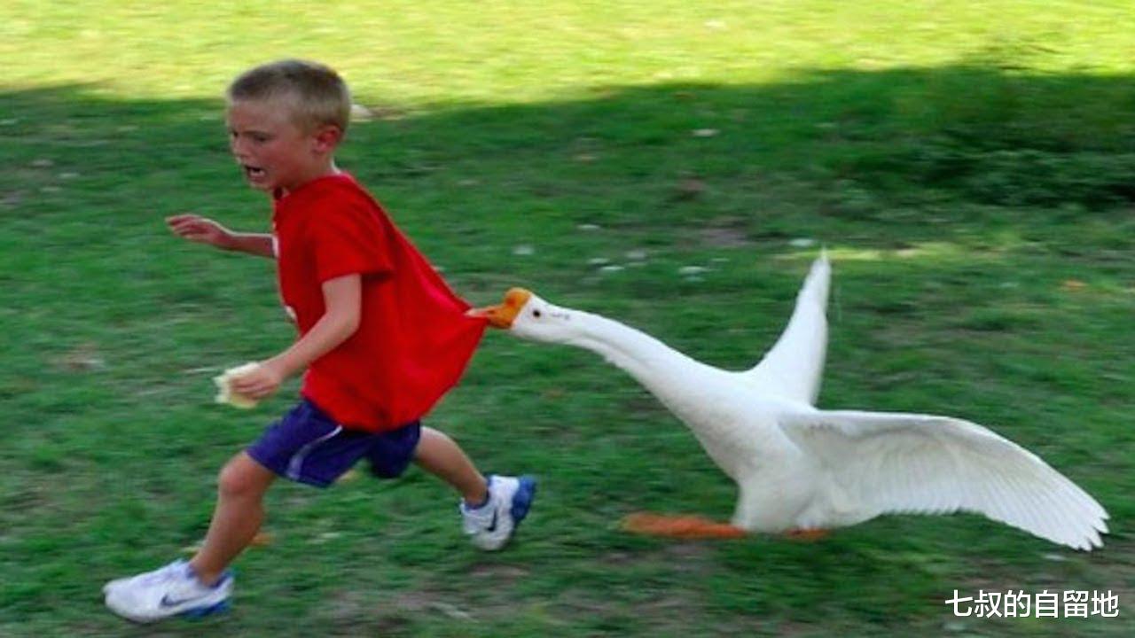 蜜獾 蛇类在动物界有多悲催？