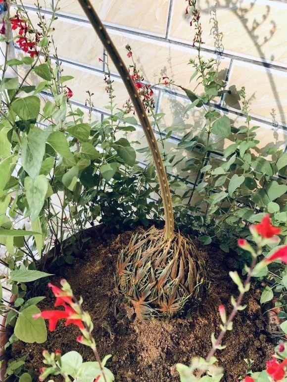 男子花100元买盆花，警察半夜找上门，结果悲剧了