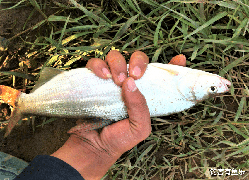 |初冬翘嘴不好钓?这样选择钓位,用这几种钓法,大翘嘴上钩不断