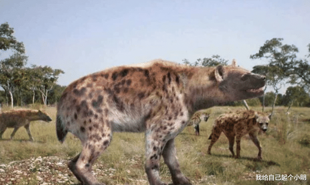 鬣狗 5头胡狼使用“掏肛术”夹击鬣狗，鬣狗被掏的生不如死，真是报应