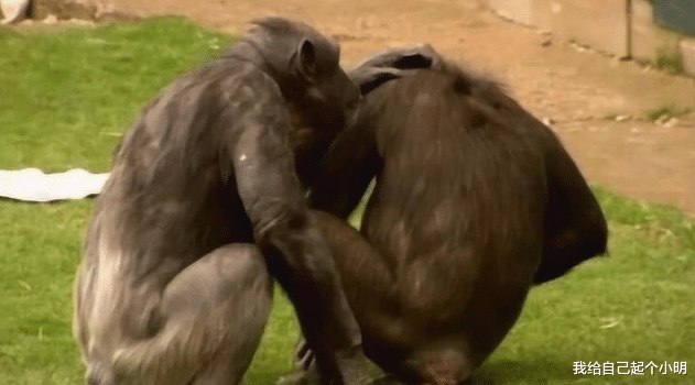 量子计算机 公猩猩给母猩猩按摩，没按几下就开始不老实，看完憋住别笑！