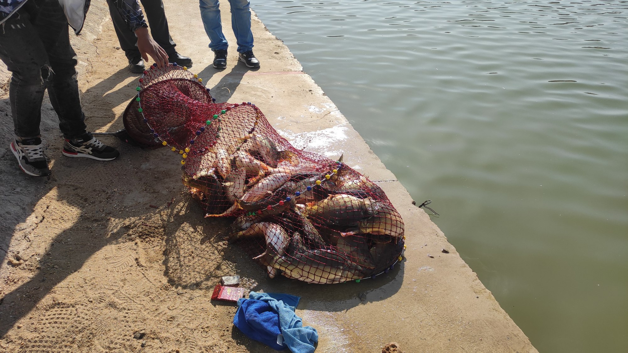 饵料|黑坑钓鲤鱼不得不说的秘密，这是空军到坑冠的转变。