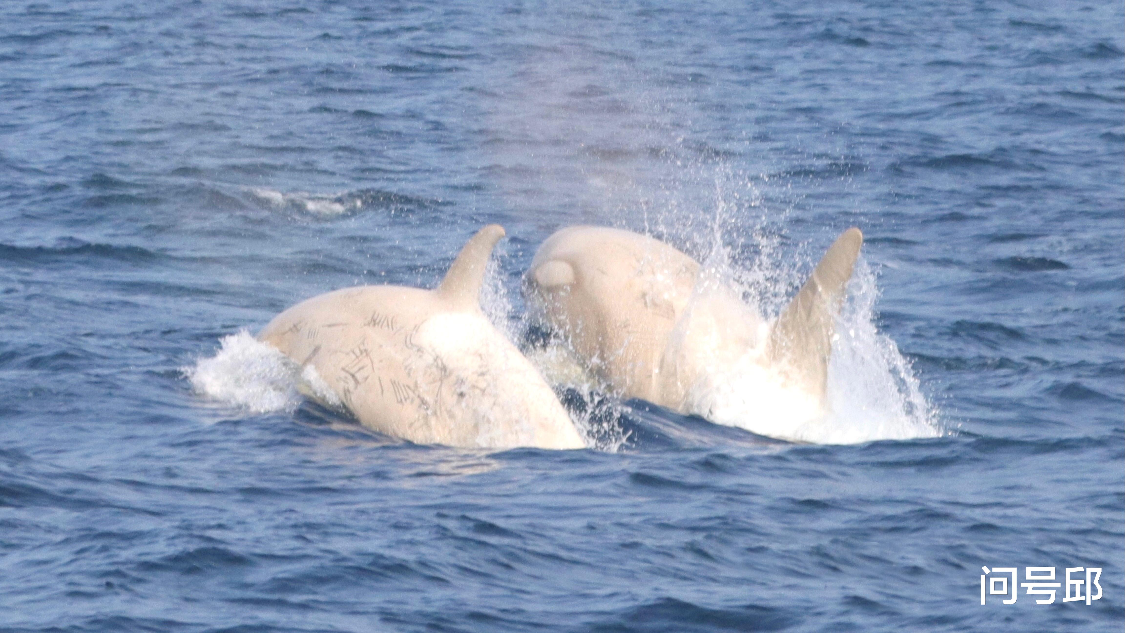 物理学家 一次海洋生物邂逅中，观察者在日本海域发现了两只罕见的白色虎鲸