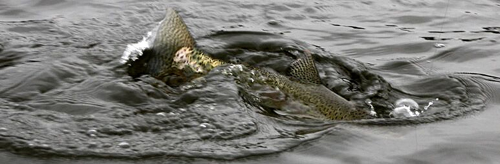 |[钓鱼技巧] 风向和气压为什么影响中鱼率