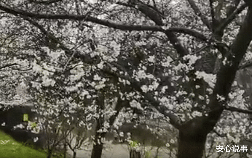 安心说事 武大女生做樱花瓶寄校友,弥补去年错过樱花季的遗憾
