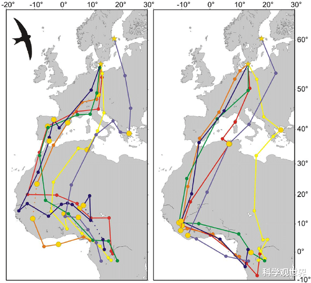 科学家 连飞数月不落地，吃喝拉撒甚至交配都在空中，雨燕是怎么做到的？