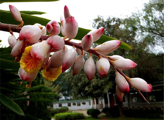 咽炎|走近中药:熟悉一下砂仁,健脾化湿之外,还有一个功用值得掌握