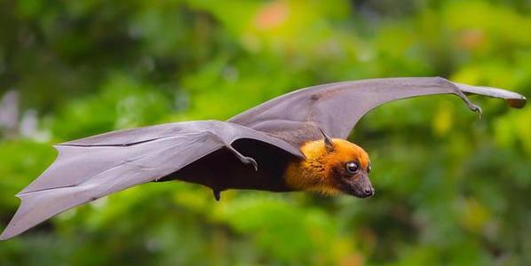 蝙蝠 新冠溯源是为了各国互相甩锅？最新的寻觅工作，对我们有重大意义