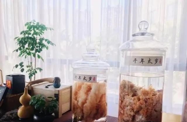  「辟谣」“太岁”究竟是什么？价值高达百万，吃了真的长生不老？