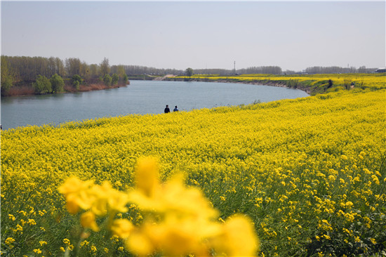 宛丘之道 商水邓城油菜花海景美人多，将实行交通管制！