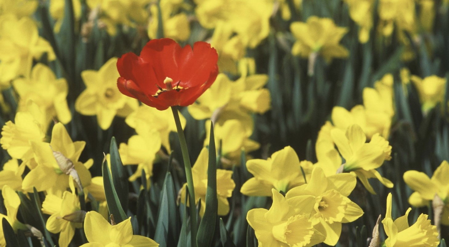 生肖夜读|9月底,思念入髓,喜迎挚爱,再续良缘,3生肖喜鹊报喜,桃运围绕