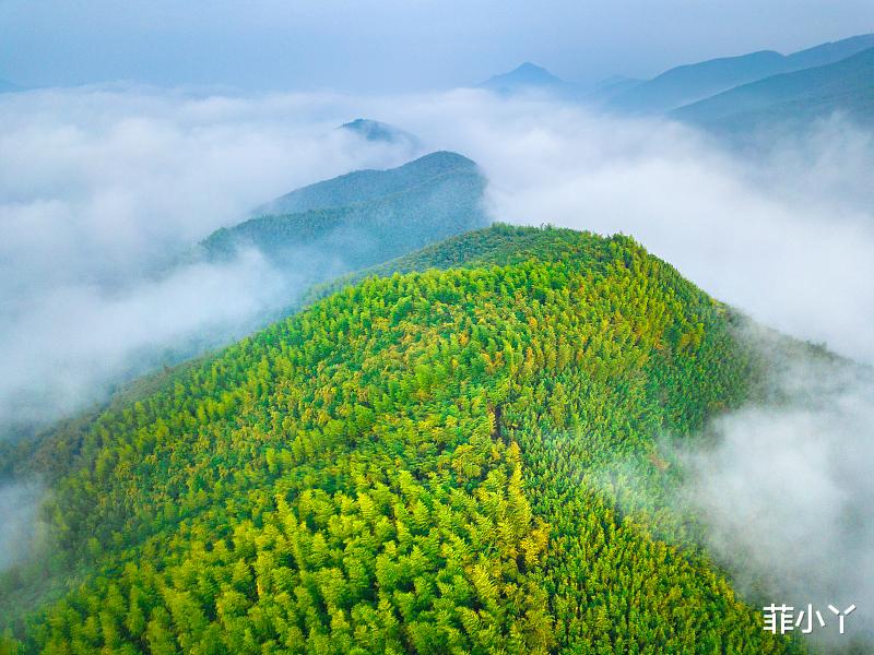 莫干山 江南第一山：莫干山