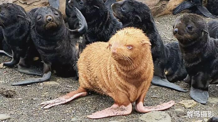 北极 35张罕见的生物照片：图3老鼠是用金丝做的吗？猫都下不去嘴