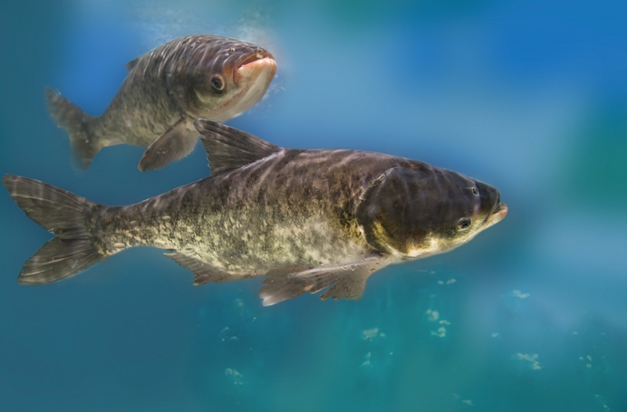 |114斤!中国长不大的“胖头鱼”在美国破纪录,它是怎么做到的?