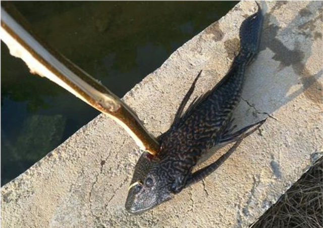 |越挫越勇！被钓鱼人“射杀、暴晒”的清道夫，真的无解吗？