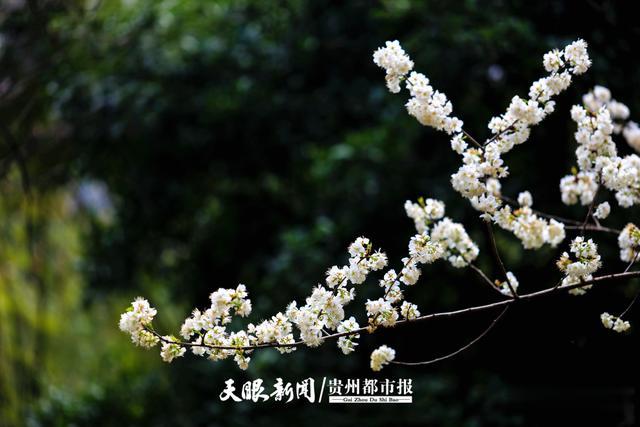 贵州都市报 贵阳市区游园赏花去哪里？这里有份指南