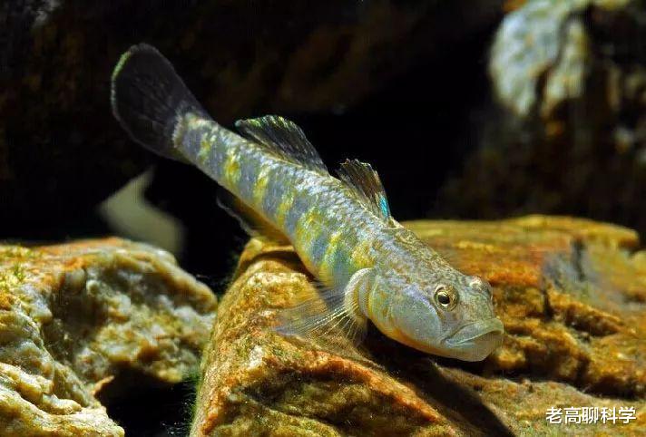 洱海 洱海的“贪心”：2次引入外地鱼，土著鱼崩溃，坐实西瓜换芝麻？