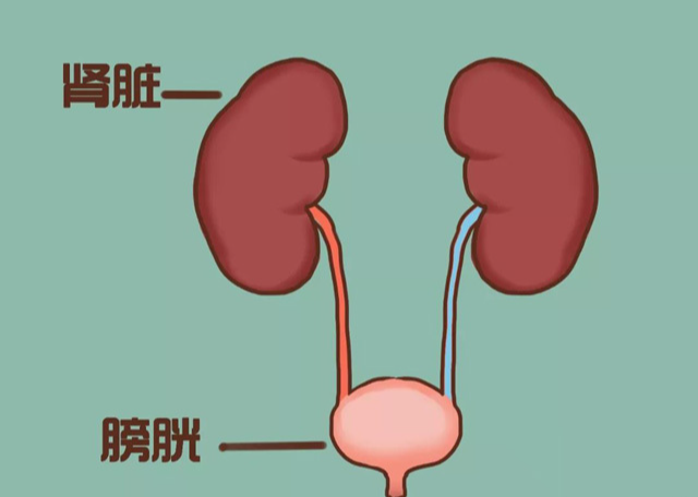 深度养生知识|走近中药，认识一下“利水”的泽泻，还有哪些特点？