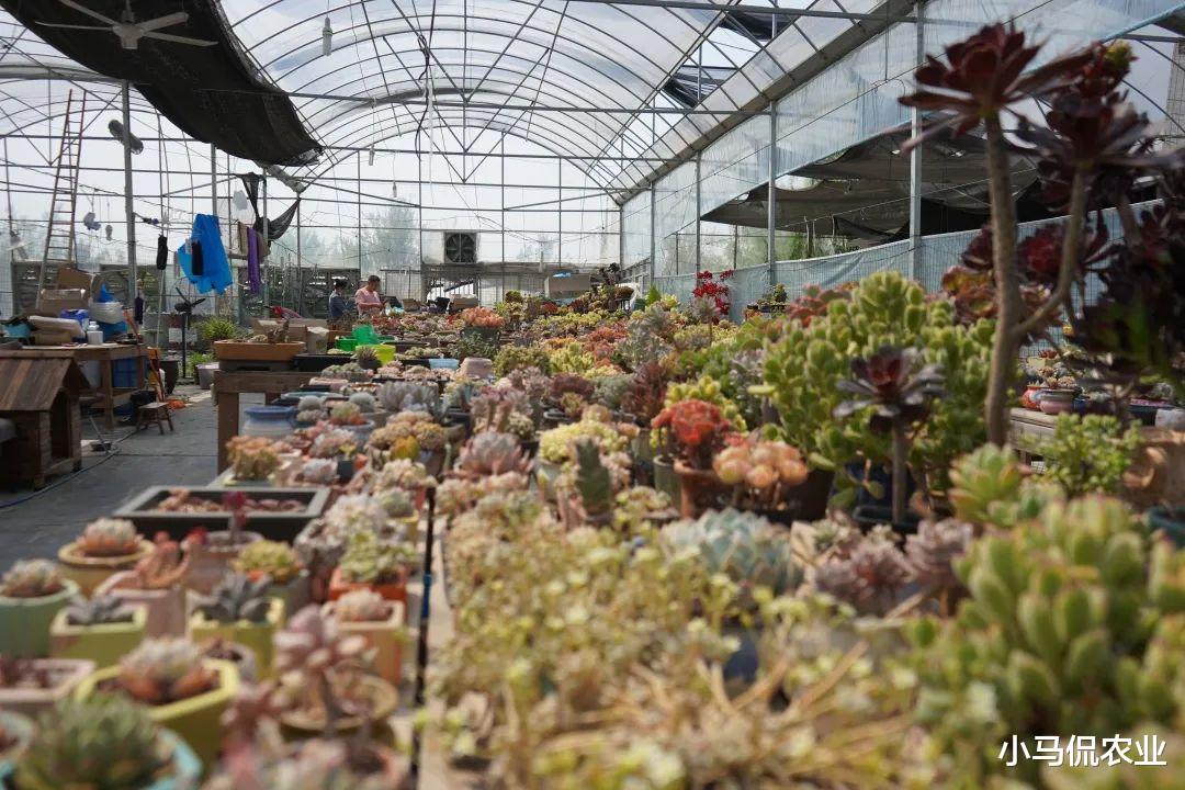 山东男子花费5万买一盆多肉绿植，越养越值钱，到底长啥样