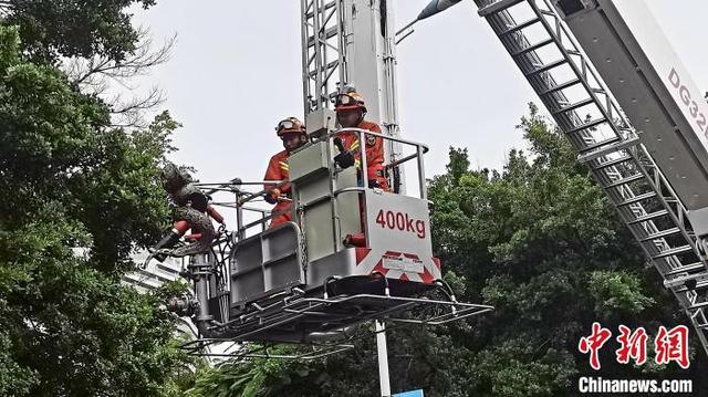 蟒蛇 30斤蟒蛇盘踞路边景观树，三亚消防员登高抓捕