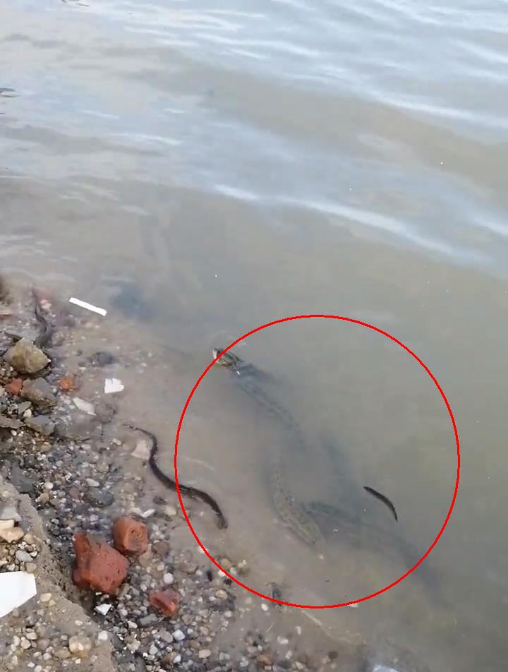 饵料|珠江边成群泥鳅、黄鳝、黑鱼乱窜，附近钓鱼人：直直朝我们游来