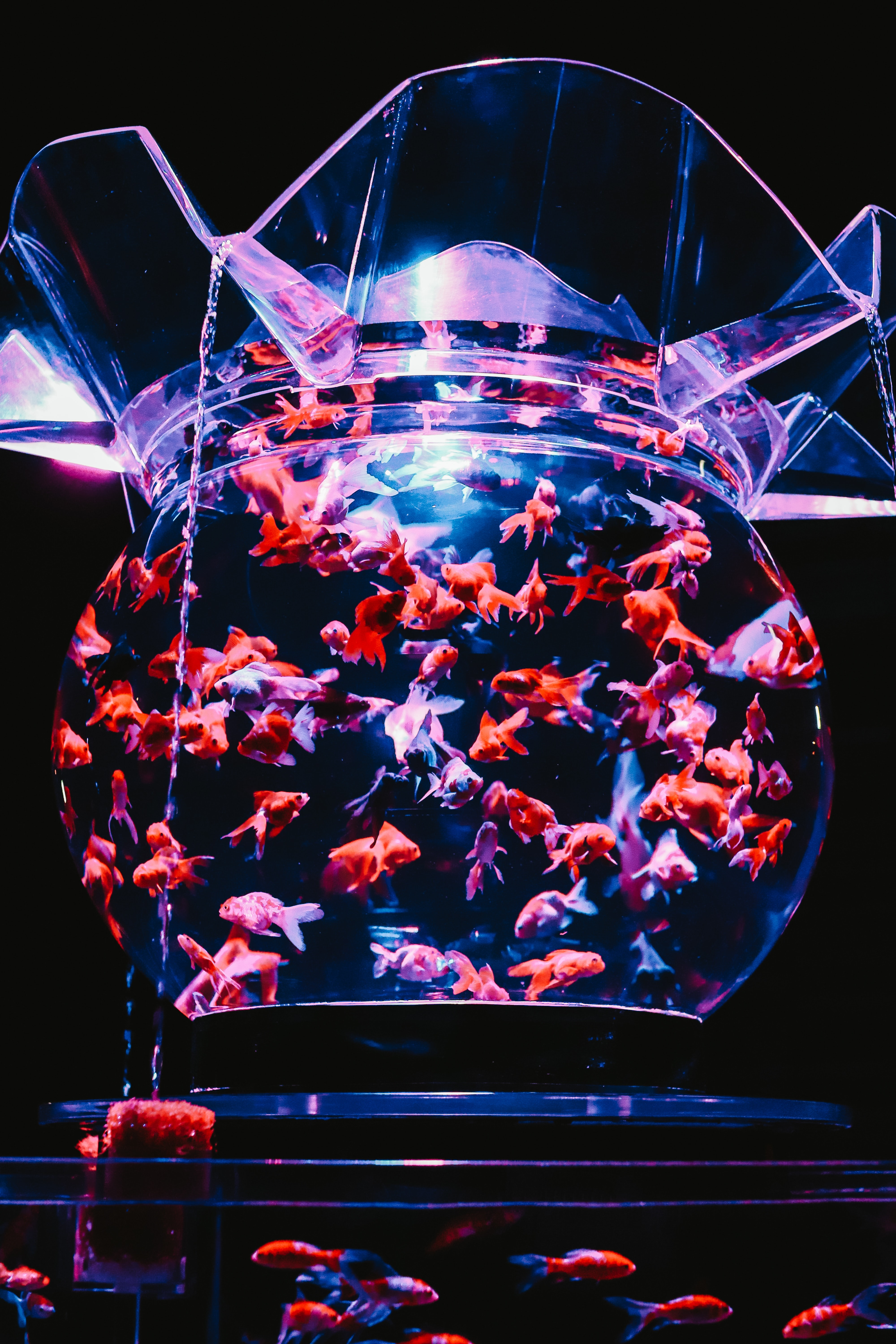 鲨鱼 如果鱼商能了解金鱼的智商，也许就不会那么残忍地给它整容了