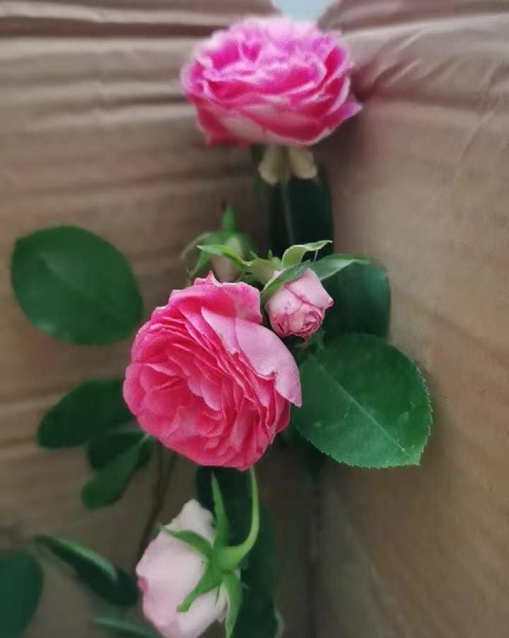 说说家装那点事儿|月季花也有假？自己买的是正版，别人买的是盗版？心态有问题！