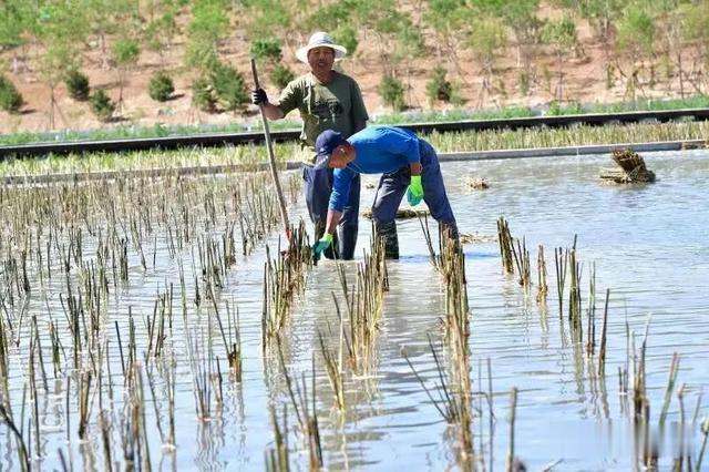 |主体竣工!副中心将添一座开放式水景公园!可垂钓滑冰、休闲游玩…