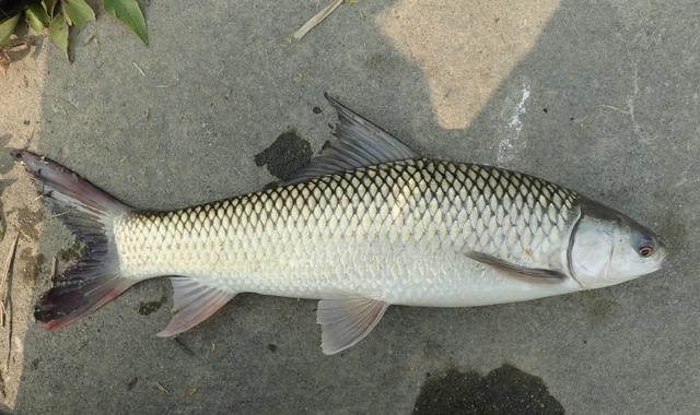 胡小小乖|最成功的入侵鱼种,在南方水域繁衍30年,有人错把它当成了草鱼