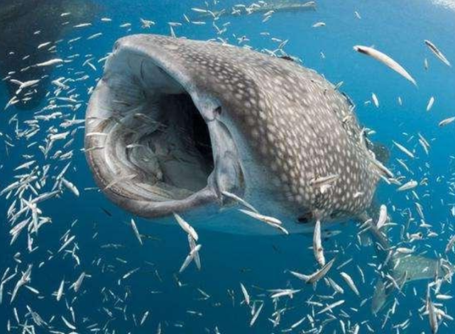 器官移植 日本的疯狂实验，将人类器官移植到动物体内，现在啥样了？