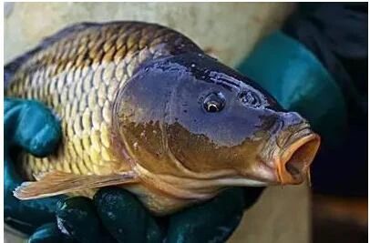 鲤鱼|(配方)自制鲤鱼饵料配方