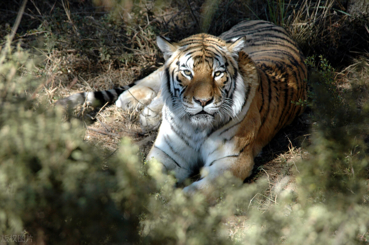 老虎|人类当年放养到非洲的两只华南虎，如今怎么样了？