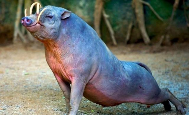 野猪|这种猪到底有多奇葩：在进化中跑偏，是极少数能杀死自己的动物
